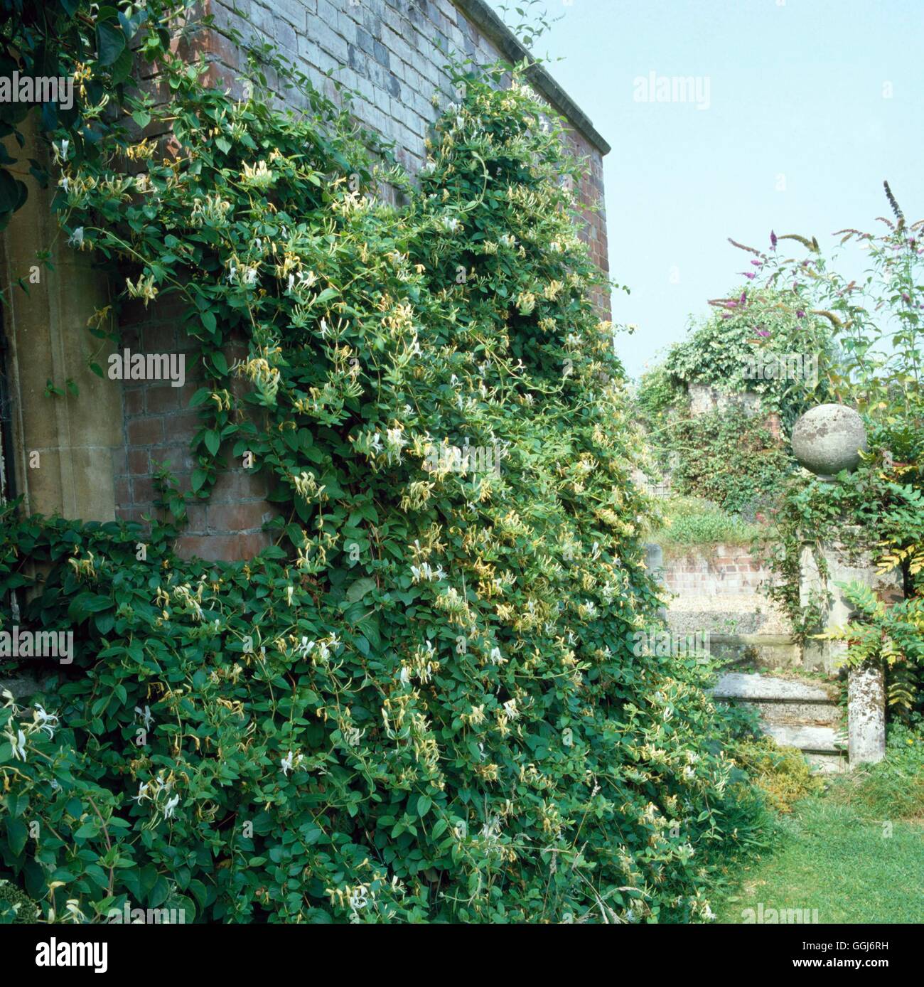 Lonicera japonica - `Halliana' AGM   CLS017561 Stock Photo